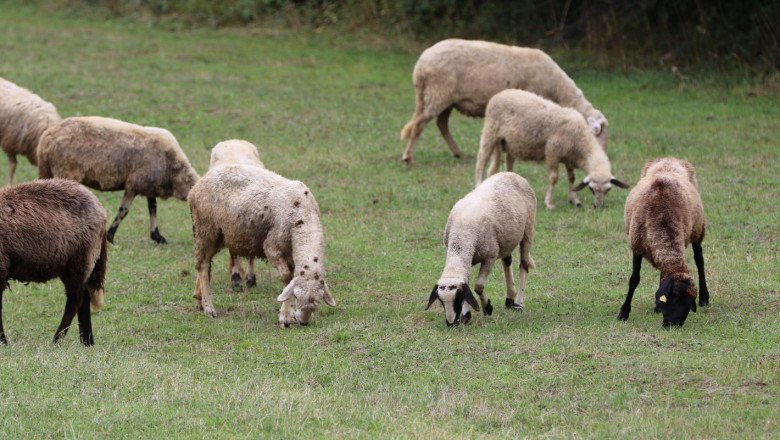 Овцевъди и козевъди са недоволни от новините за ПНДЖ3